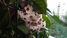 Hoya kwiat doniczkowy - 2