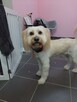 Groomer, Salon pielęgnacji psów, Psi fryzjer - 11