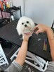 Groomer, Salon pielęgnacji psów, Psi fryzjer - 14