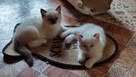 Kotki rasy Ragdoll z rodowodem, Hodowla Sasanka*PL - 2