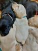 Labrador retriever czarny, biszkoptowy z rodowodem - 5