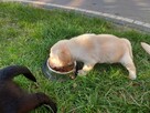 Labrador retriever czarny, biszkoptowy z rodowodem - 3