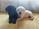 Labrador retriever czarny, biszkoptowy z rodowodem - 1