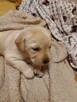 Labrador retriever czarny, biszkoptowy z rodowodem - 2