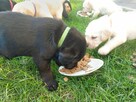 Labrador retriever czarny, biszkoptowy z rodowodem - 4