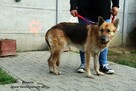 Bawaria - starsza owczareczka - 10