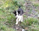 Border Colie - 2