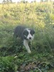 Border Colie - 10
