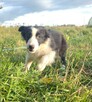 Border Colie - 5