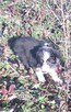 Border Colie - 3