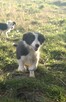 Border Colie - 9