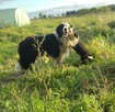 Border Colie - 11