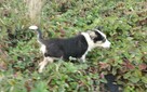 Border Colie - 8