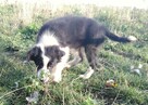 Border Colie - 4