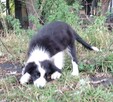 Border Colie - 1