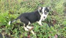 Border Colie - 7