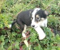 Border Colie - 6