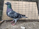 Gołębie Pocztowe z lotu Wysyłka - 4