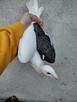 Gołębie Pocztowe z lotu Wysyłka - 12