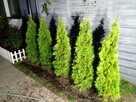 Tuja szmaragd szmaragdowa tuje thuja smaragd - 4