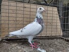 Gołębie Pocztowe z lotu Wysyłka - 6