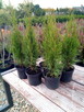 Tuja szmaragd szmaragdowa tuje thuja smaragd - 10