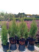 Tuja szmaragd szmaragdowa tuje thuja smaragd - 5
