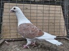 Gołębie Pocztowe z lotu Wysyłka - 3