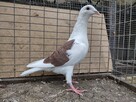Gołębie Pocztowe z lotu Wysyłka - 11