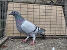 Gołębie Pocztowe z lotu Wysyłka - 8