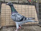 Gołębie Pocztowe z lotu Wysyłka - 7