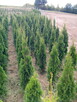 Tuja szmaragd szmaragdowa tuje thuja smaragd - 8