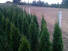 Tuja szmaragd szmaragdowa tuje thuja smaragd - 6