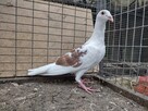 Gołębie Pocztowe z lotu Wysyłka - 9