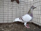 Gołębie Pocztowe z lotu Wysyłka - 16