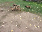 Owczarki belgijskie pieski psy - 4