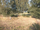 Lubichowo - 7