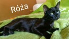 Strusiek i Róża szukają domu - 3