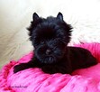 Piękna CZARNA suczka YORK - BLACK - Rodowód ! CHIP ! - 1
