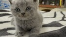 Koty brytyjskie niebieskie!! - 2