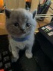 Koty brytyjskie niebieskie!! - 1