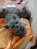 Koty brytyjskie niebieskie!! - 6