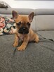 Buldog francuski - 1