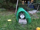 Śliczne małe kotki szukają domu - 4