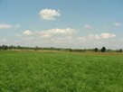 Działka budowlana Żalin-Kolonia gm. Ruda-Huta - 7