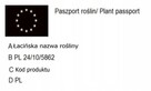C2 Topola kanadyjska Populus euroamericana HURT DETAL Dostaw - 3