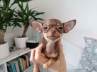 Suczka Chihuahua - 2