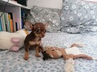 Suczka Chihuahua - 1