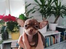 Suczka Chihuahua - 5