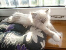 Ragdoll Rumia - 2